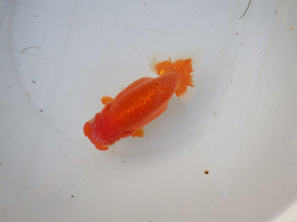 【浜松　茂木　彰 氏】今後が楽しみな逸品魚　種にもお勧めらんちゅう　　約15,5㎝  メス？の上身