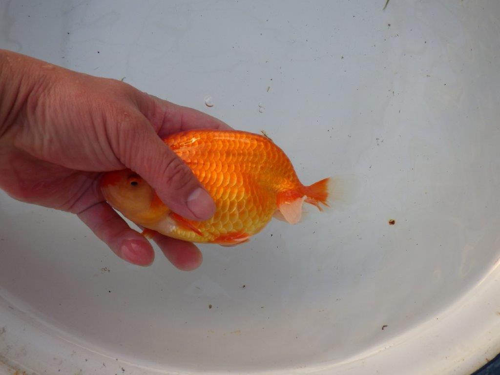 【浜松 茂木 彰 氏】今後が楽しみな逸品魚 種にもお勧めらんちゅう 約15,5㎝ メス?