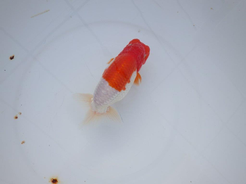 【浜松　浜松　鈴木　善彦　氏】紅白の綺麗な更紗でご鑑賞お勧めらんちゅう　　約15,5㎝の上身