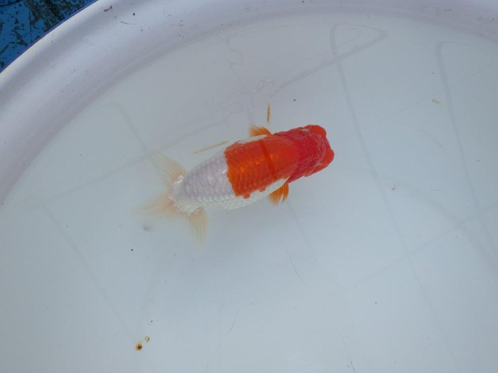 【浜松 浜松 鈴木 善彦 氏】紅白の綺麗な更紗でご鑑賞お勧めらんちゅう 約15,5㎝