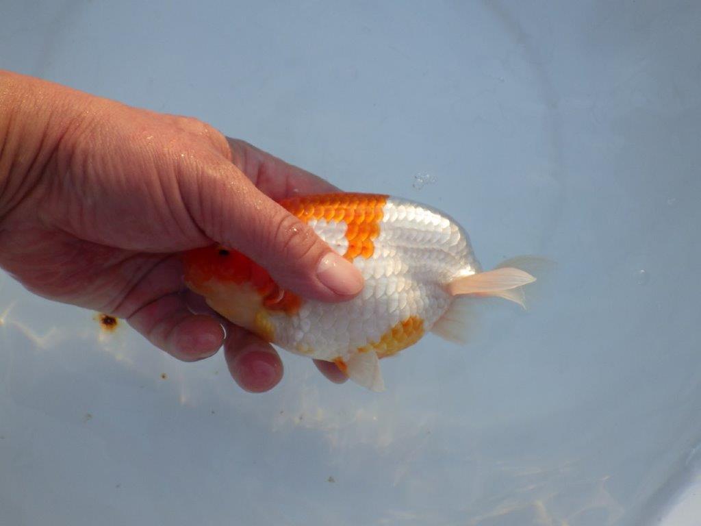 【浜松 浜松 鈴木 善彦 氏】紅白の綺麗な更紗でご鑑賞お勧めらんちゅう 約15,5㎝