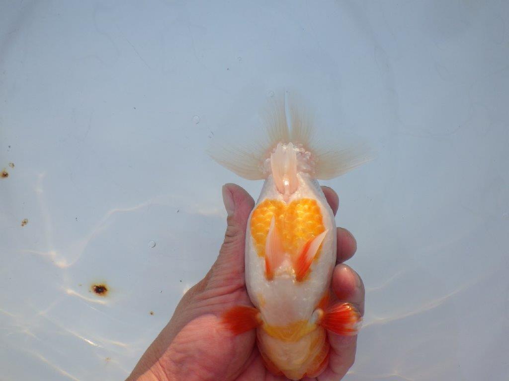 【浜松 浜松 鈴木 善彦 氏】紅白の綺麗な更紗でご鑑賞お勧めらんちゅう 約15,5㎝