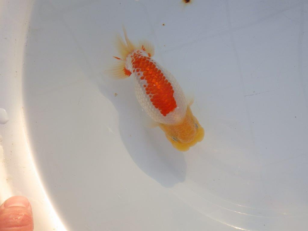 【浜松　浜松　鈴木　善彦　氏】カナコ系の柄が美しく映えるらんちゅう　　約15,5㎝  オス？の上身