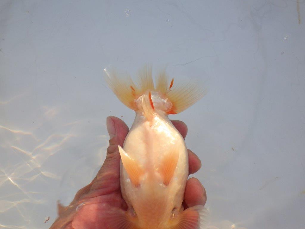 【浜松 浜松 鈴木 善彦 氏】カナコ系の柄が美しく映えるらんちゅう 約15,5㎝ オス?