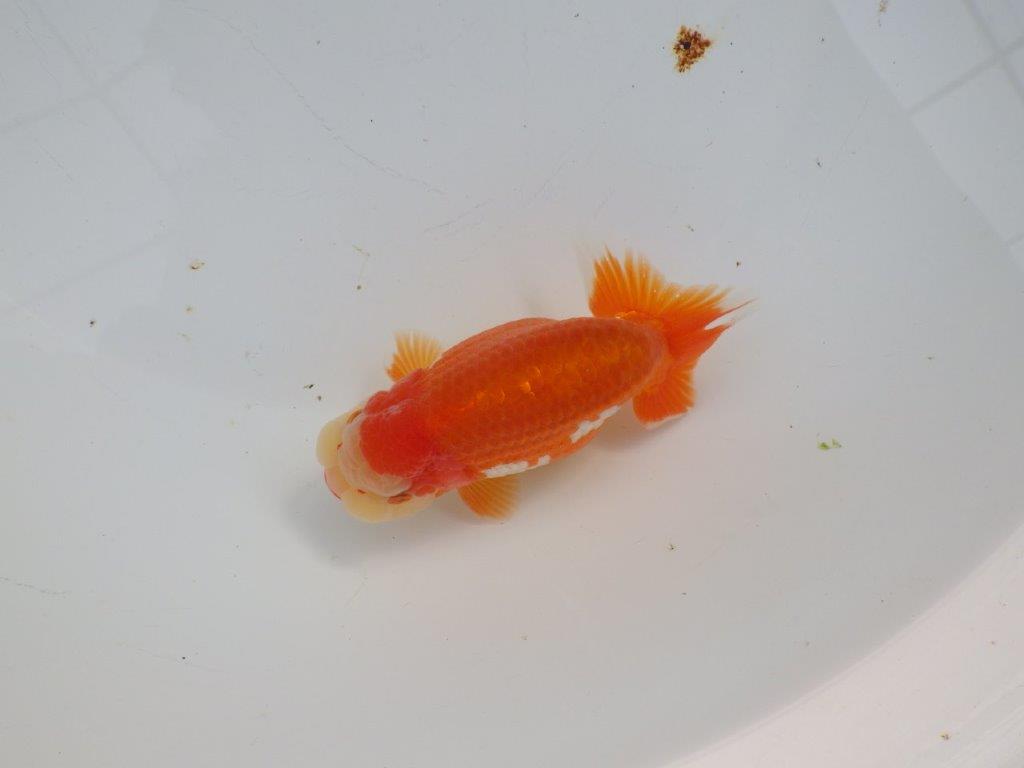 【浜松 杉本 敦彦 氏】超ベテラン実力派ブリーダーらんちゅうA 約12㎝ オス?