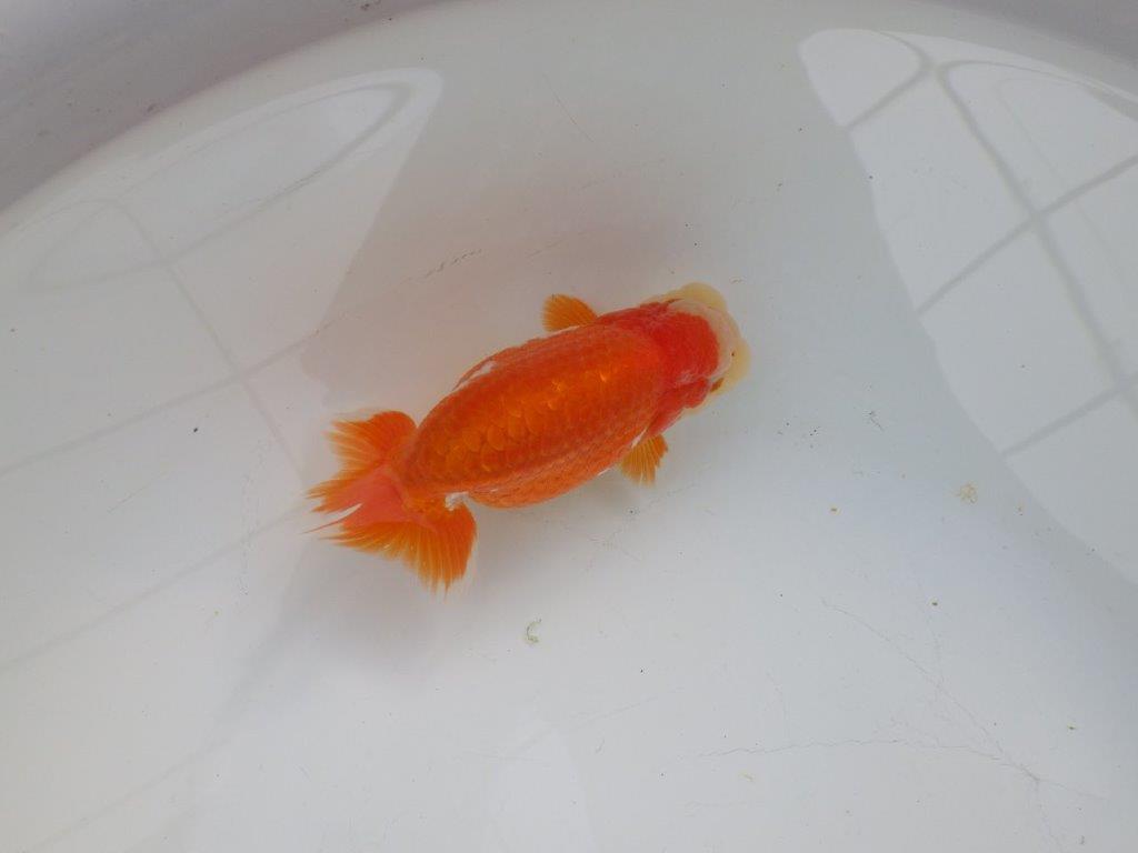 【浜松 杉本 敦彦 氏】超ベテラン実力派ブリーダーらんちゅうA 約12㎝ オス?