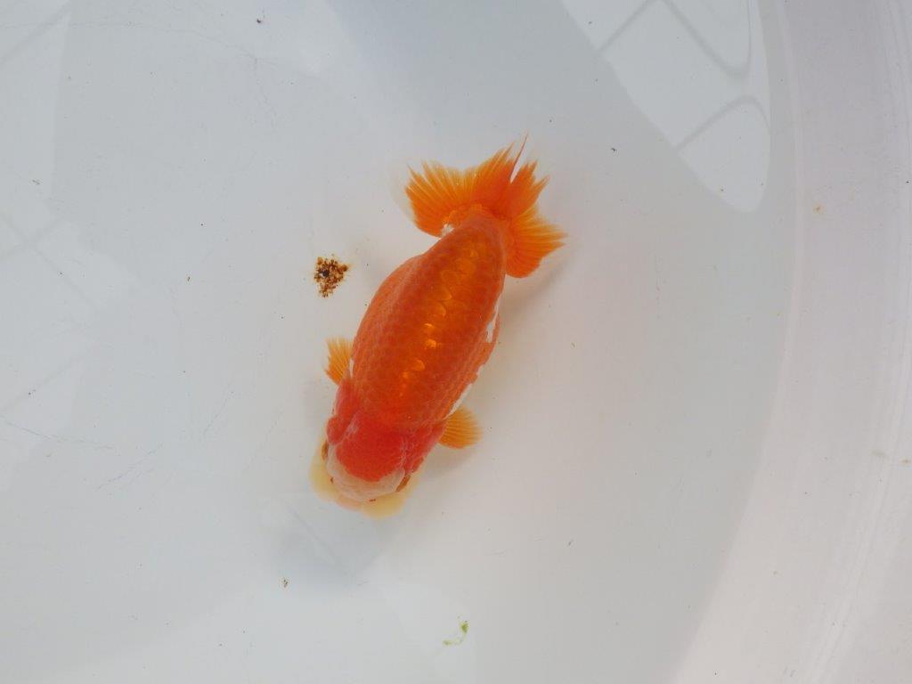 【浜松 杉本 敦彦 氏】超ベテラン実力派ブリーダーらんちゅうA 約12㎝ オス?