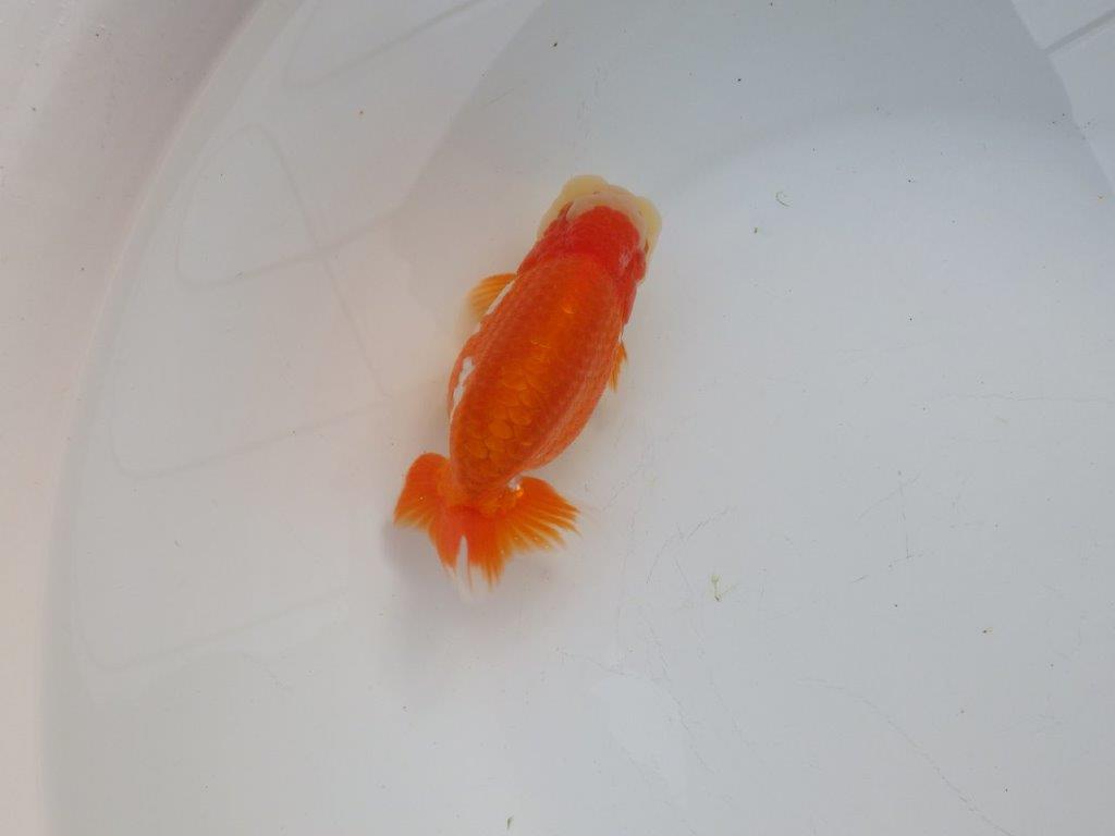 【浜松 杉本 敦彦 氏】超ベテラン実力派ブリーダーらんちゅうA 約12㎝ オス?