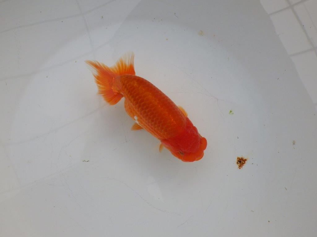 【浜松 杉本 敦彦 氏】超ベテラン実力派ブリーダーらんちゅうB 約14㎝ メス?