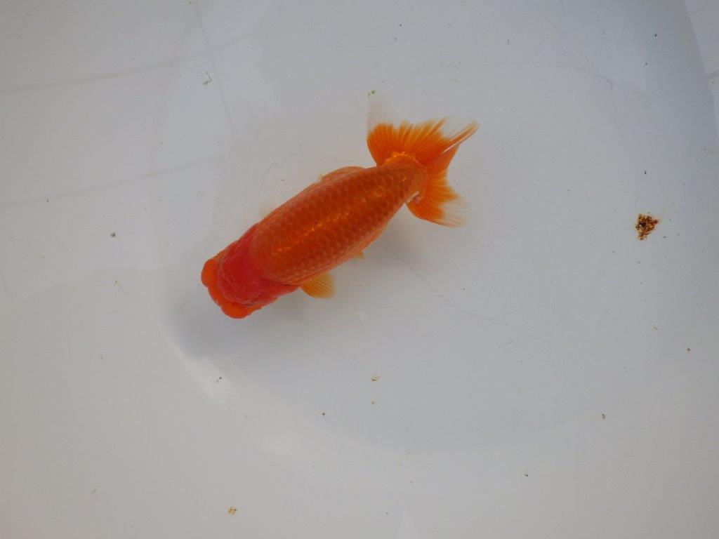 【浜松 杉本 敦彦 氏】超ベテラン実力派ブリーダーらんちゅうB 約14㎝ メス?