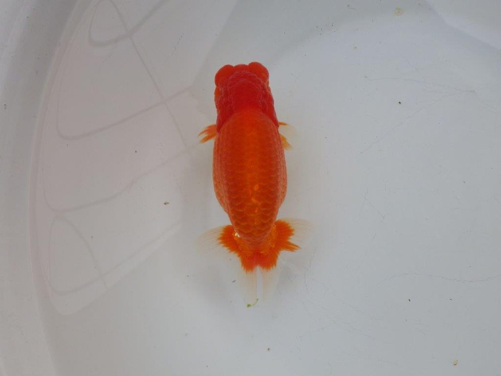 【浜松 杉本 敦彦 氏】超ベテラン実力派ブリーダーらんちゅうC 約15㎝ オス?