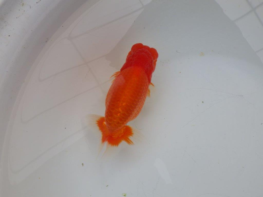 【浜松 杉本 敦彦 氏】超ベテラン実力派ブリーダーらんちゅうC 約15㎝ オス?