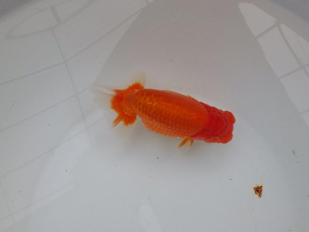 【浜松 杉本 敦彦 氏】超ベテラン実力派ブリーダーらんちゅうC 約15㎝ オス?