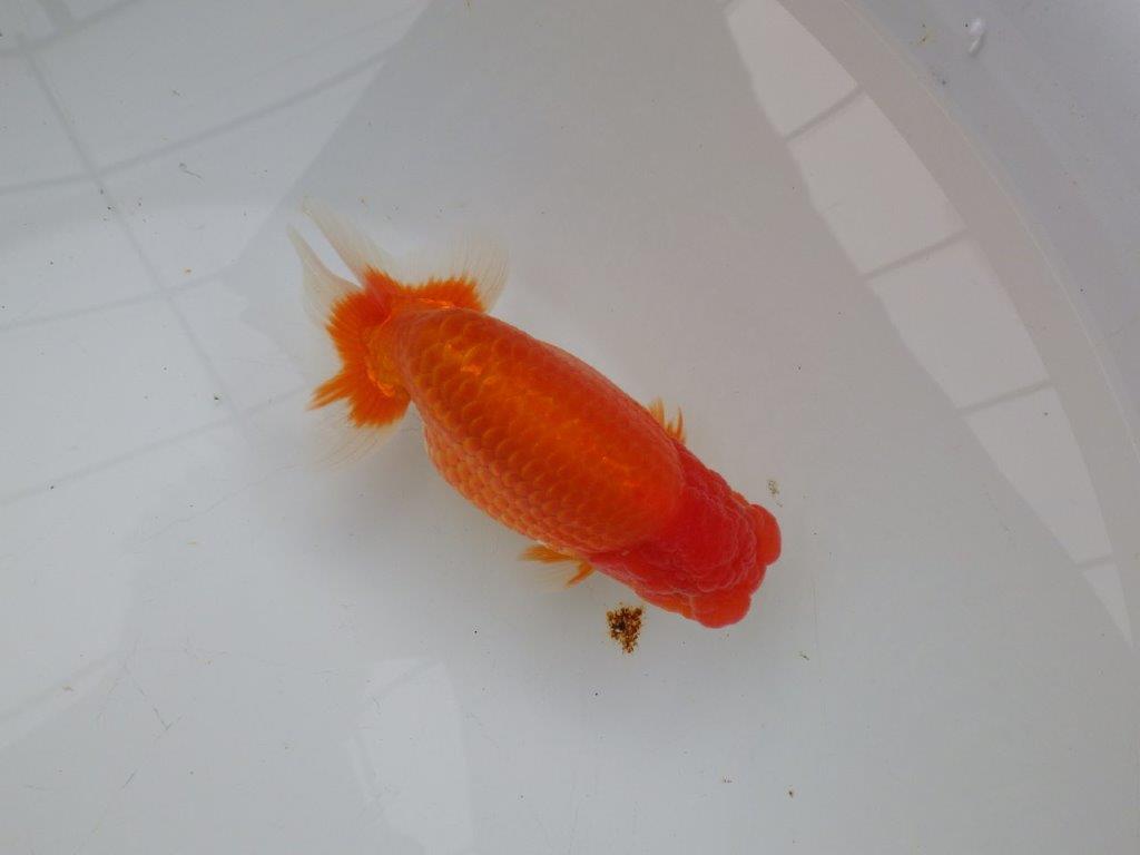 【浜松 杉本 敦彦 氏】超ベテラン実力派ブリーダーらんちゅうC 約15㎝ オス?