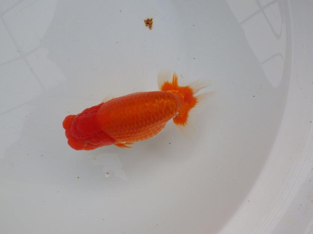 【浜松 杉本 敦彦 氏】超ベテラン実力派ブリーダーらんちゅうC 約15㎝ オス?