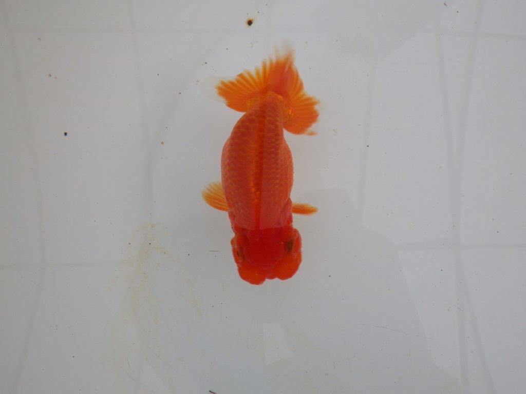 【浜松 高林 優 氏】可愛いフンタンらんちゅう 約11㎝ オス?