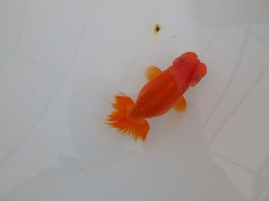 【浜松 高林 優 氏】可愛いフンタンらんちゅう 約11㎝ オス?