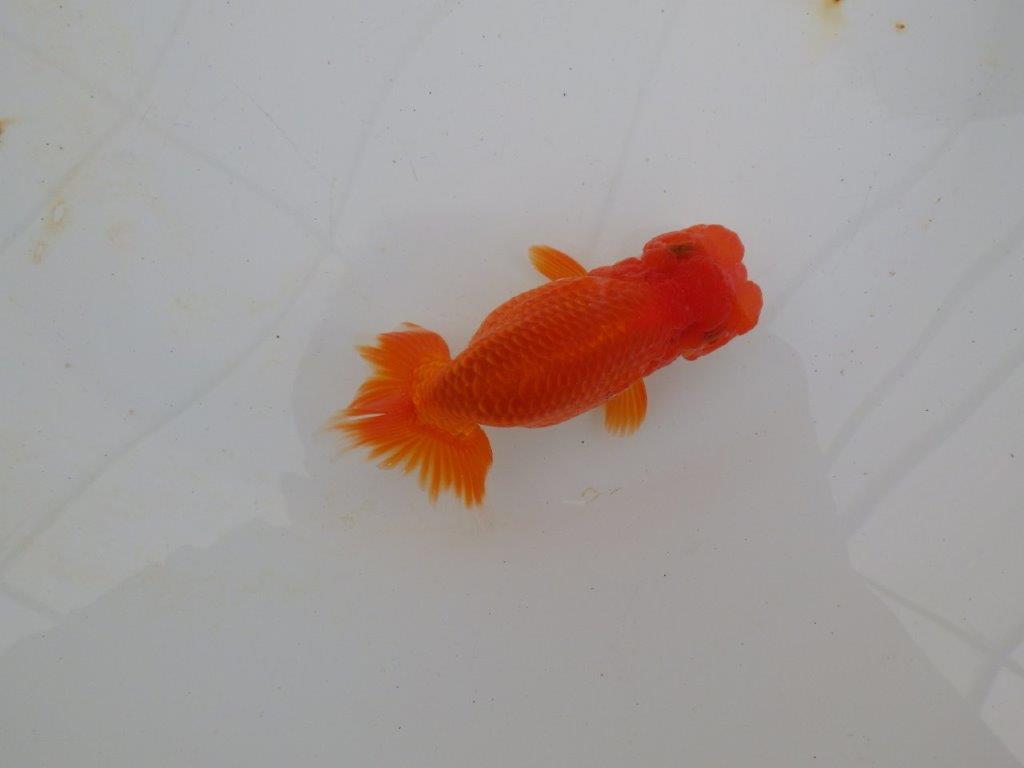 【浜松 高林 優 氏】可愛いフンタンらんちゅう 約11㎝ オス?