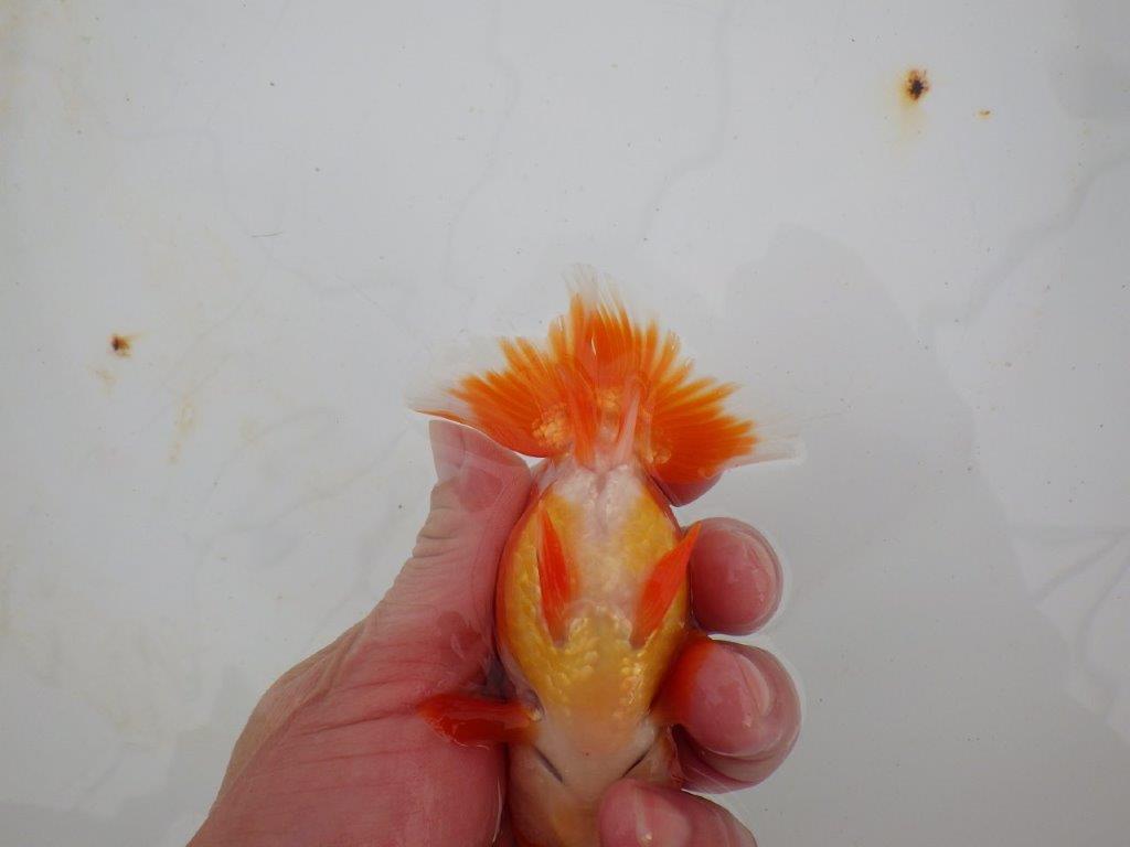 【浜松 高林 優 氏】可愛いフンタンらんちゅう 約11㎝ オス?