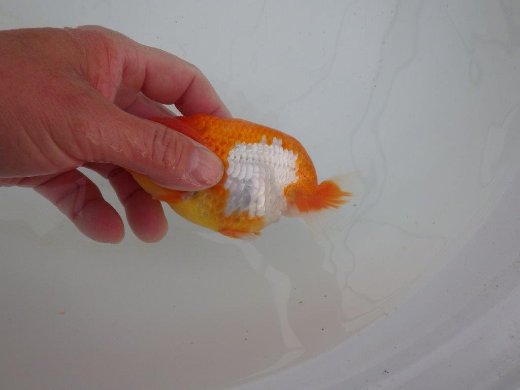 【浜松 高林 優 氏】背も綺麗で映えるらんちゅう 約12,5㎝ メス?