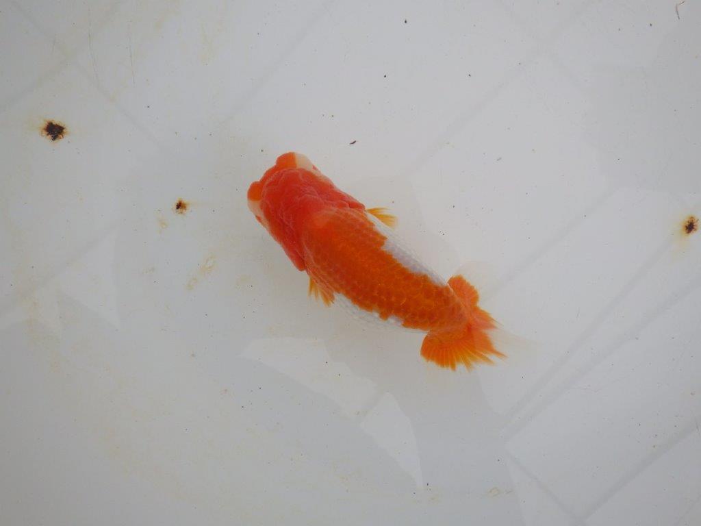 【浜松 高林 優 氏】背も綺麗で映えるらんちゅう 約12,5㎝ メス?