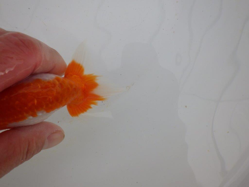 【浜松 高林 優 氏】背も綺麗で映えるらんちゅう 約12,5㎝ メス?