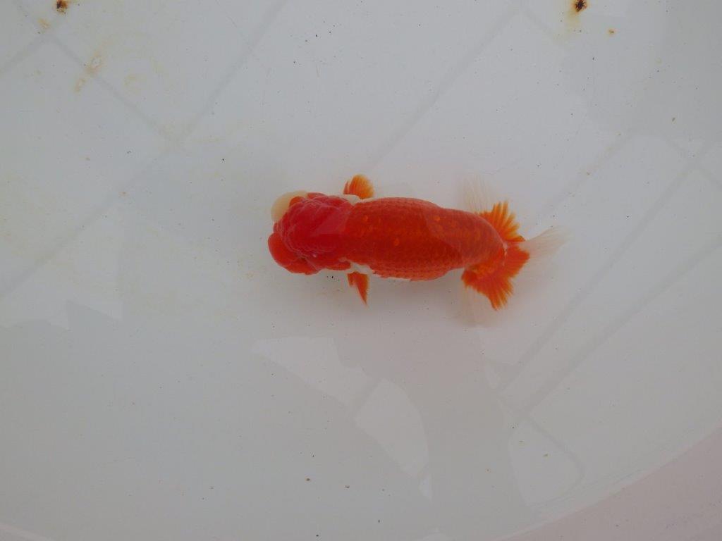 【浜松 高林 優 氏】色艶が良く水槽で映えるらんちゅう 約12,5㎝ オス?