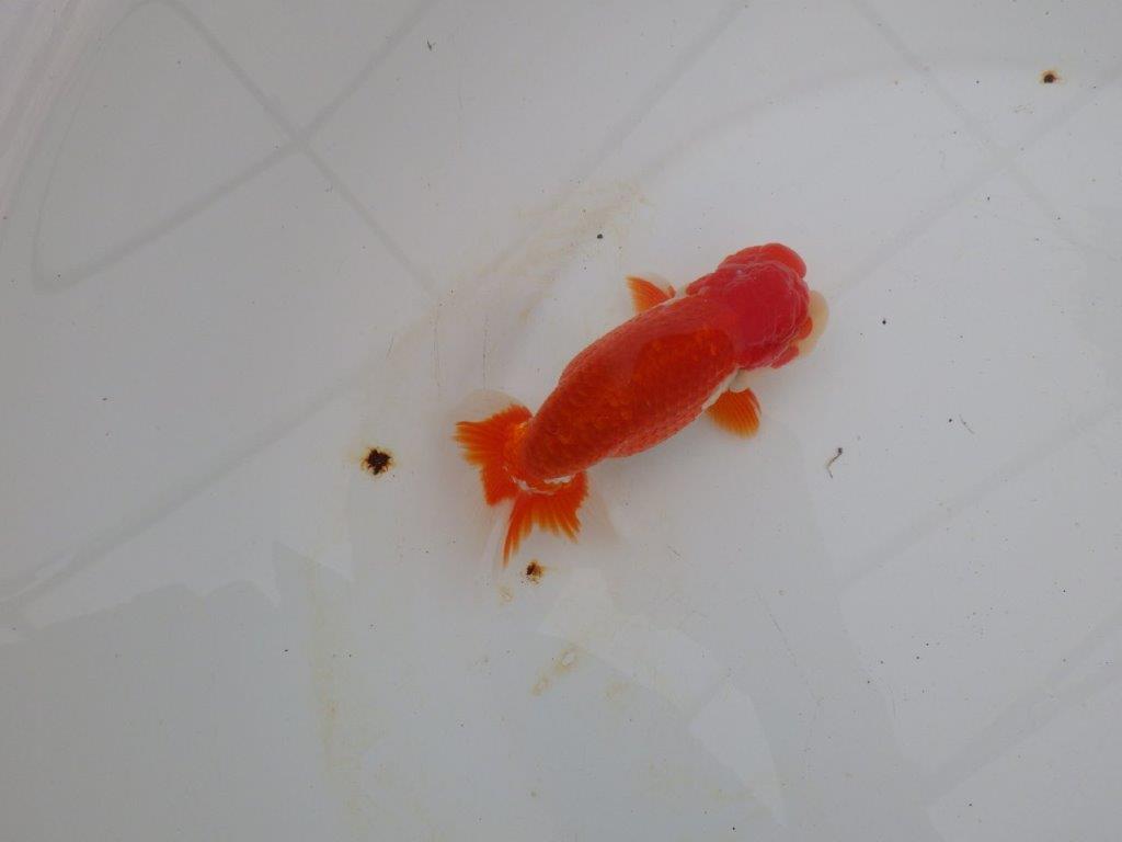 【浜松 高林 優 氏】色艶が良く水槽で映えるらんちゅう 約12,5㎝ オス?