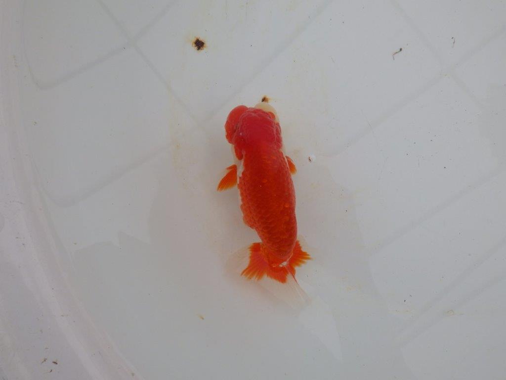 【浜松 高林 優 氏】色艶が良く水槽で映えるらんちゅう 約12,5㎝ オス?