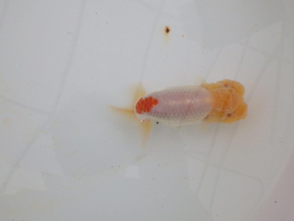 【浜松 高林 優 氏】素晴らしい頭のらんちゅう 約13,5㎝