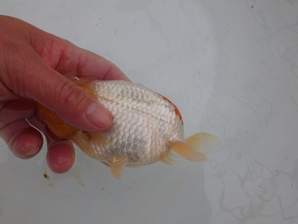 【浜松 高林 優 氏】素晴らしい頭のらんちゅう 約13,5㎝