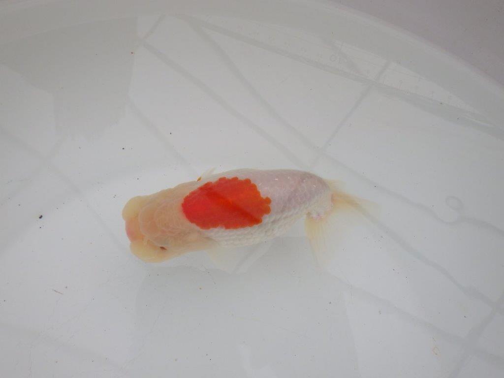 【浜松 高林 優 氏】口紅付きの可愛いらんちゅう 約13㎝ メス?