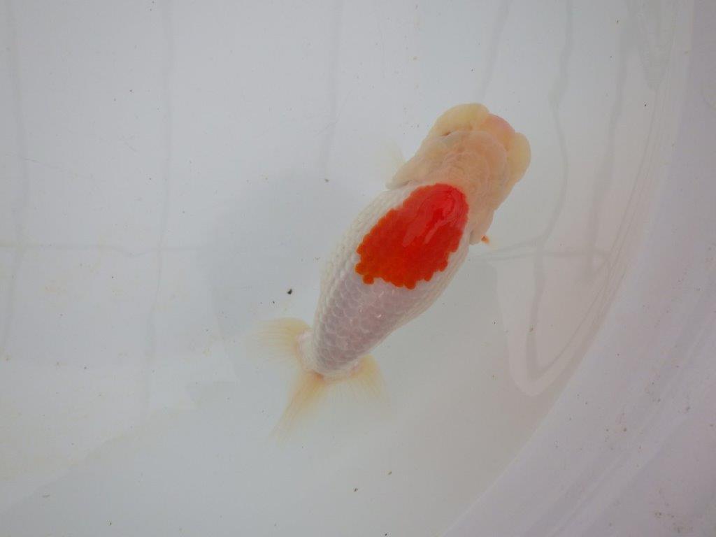 【浜松 高林 優 氏】口紅付きの可愛いらんちゅう 約13㎝ メス?