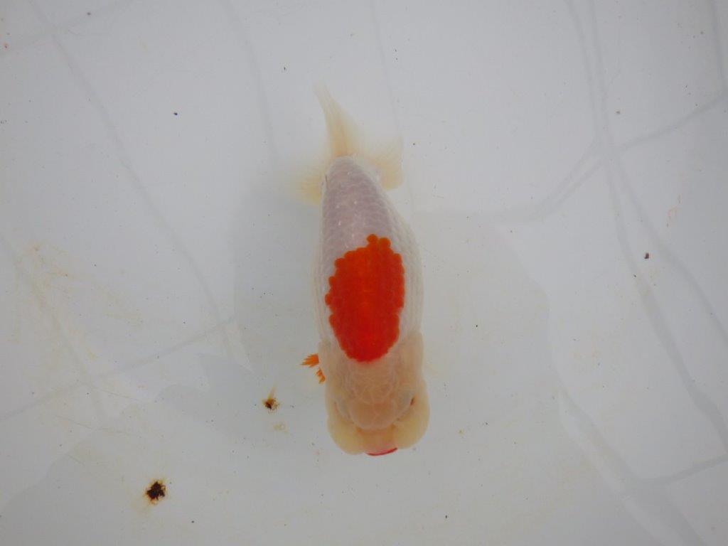 【浜松 高林 優 氏】口紅付きの可愛いらんちゅう 約13㎝ メス?