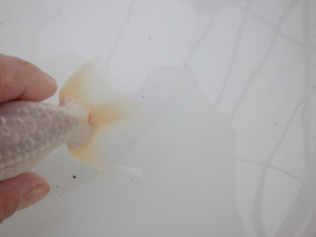 【浜松 高林 優 氏】口紅付きの可愛いらんちゅう 約13㎝ メス?