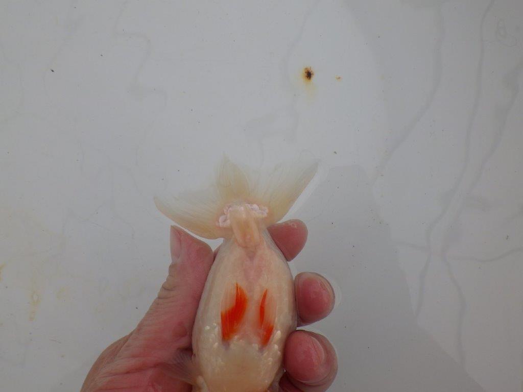 【浜松 高林 優 氏】口紅付きの可愛いらんちゅう 約13㎝ メス?