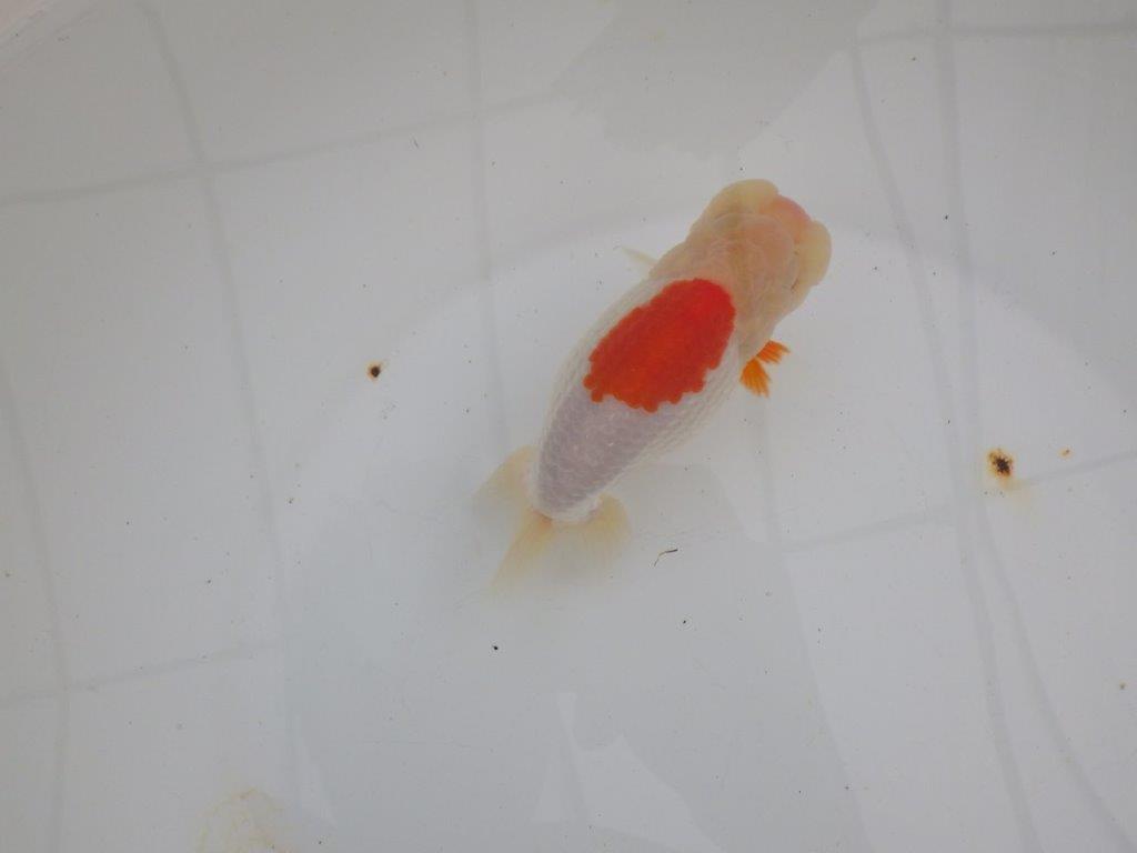 【浜松 高林 優 氏】口紅付きの可愛いらんちゅう 約13㎝ メス?