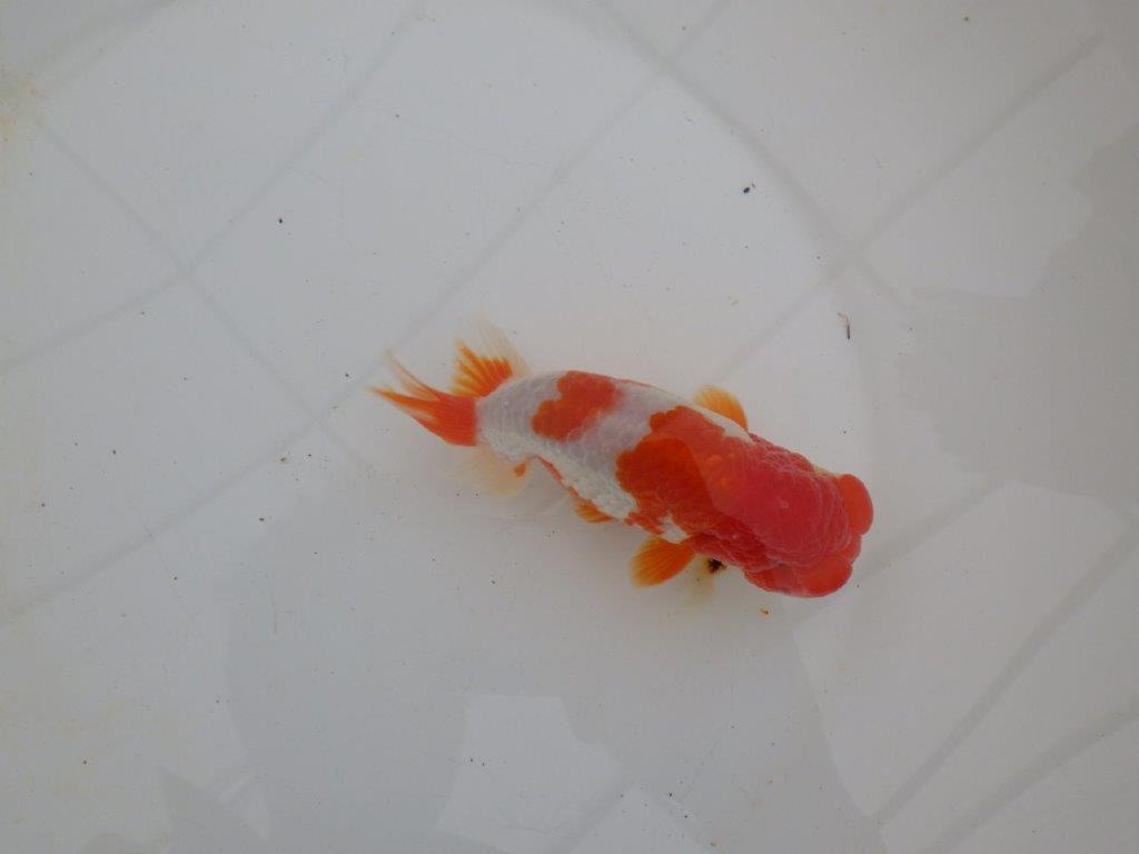 【浜松 高林 優 氏】フンタン&背の綺麗ならんちゅう 約12,5㎝ オス?