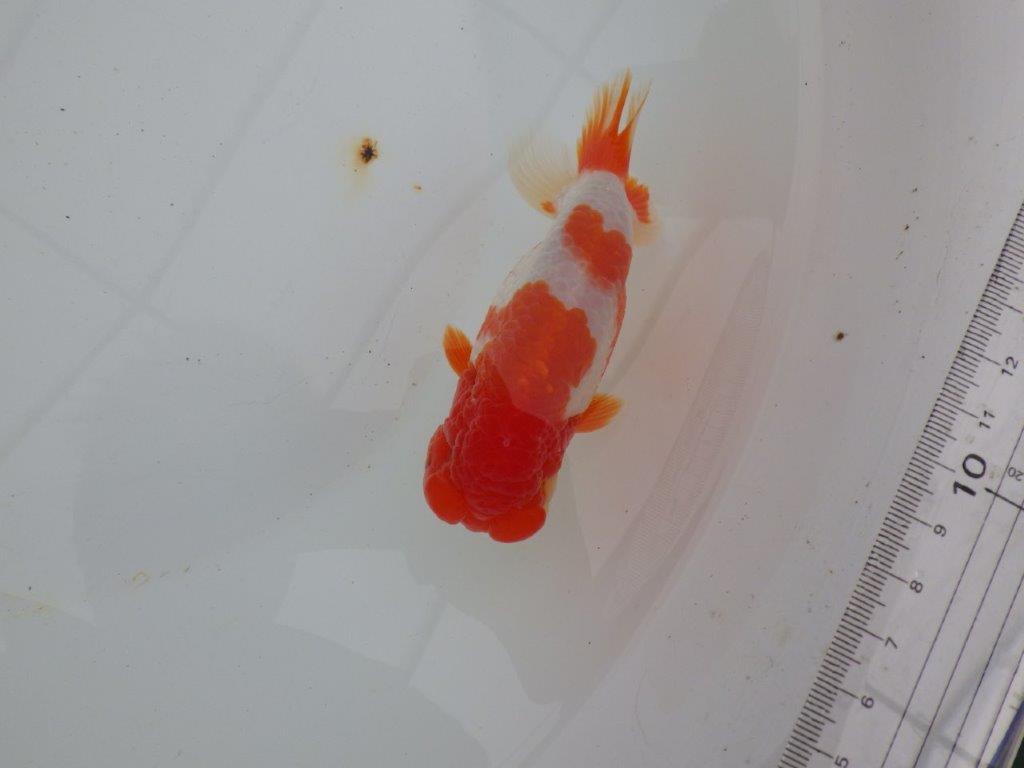 【浜松 高林 優 氏】フンタン&背の綺麗ならんちゅう 約12,5㎝ オス?