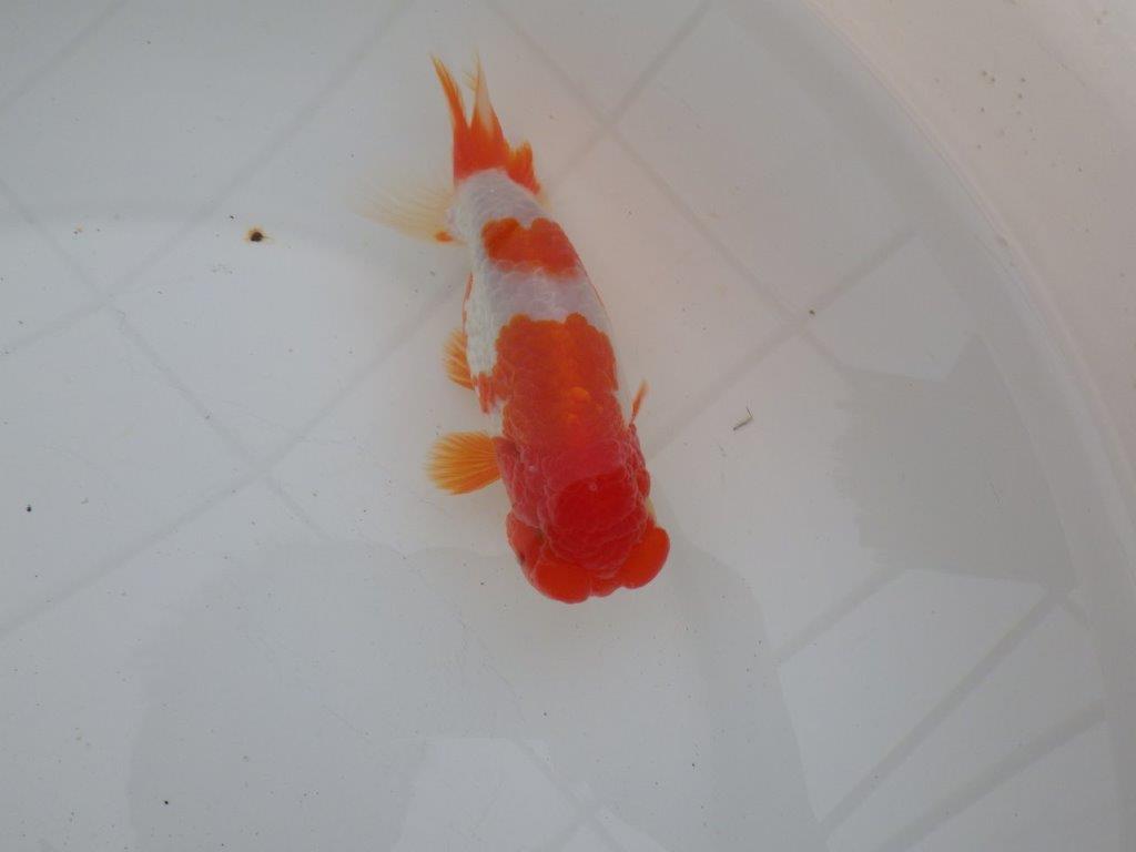 【浜松 高林 優 氏】フンタン&背の綺麗ならんちゅう 約12,5㎝ オス?