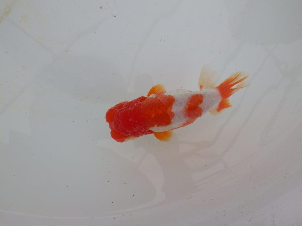 【浜松 高林 優 氏】フンタン&背の綺麗ならんちゅう 約12,5㎝ オス?