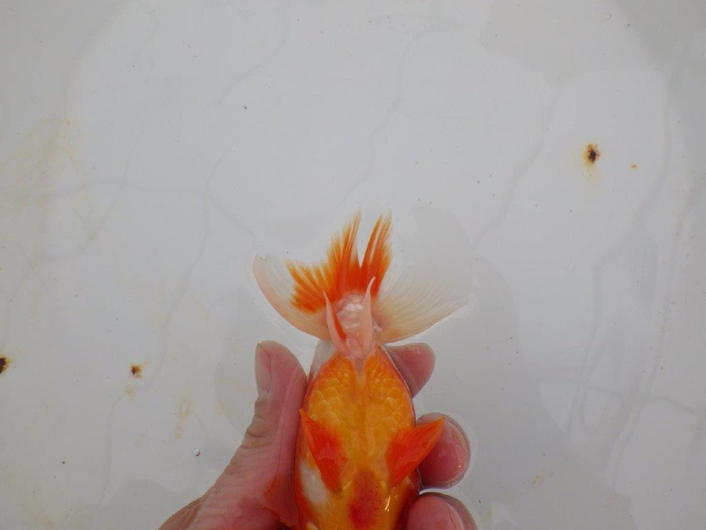 【浜松 高林 優 氏】フンタン&背の綺麗ならんちゅう 約12,5㎝ オス?