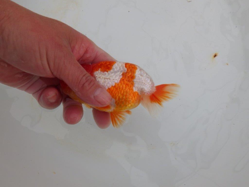 【浜松 高林 優 氏】フンタン&背の綺麗ならんちゅう 約12,5㎝ オス?