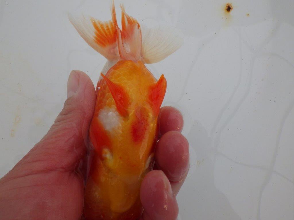 【浜松 高林 優 氏】フンタン&背の綺麗ならんちゅう 約12,5㎝ オス?