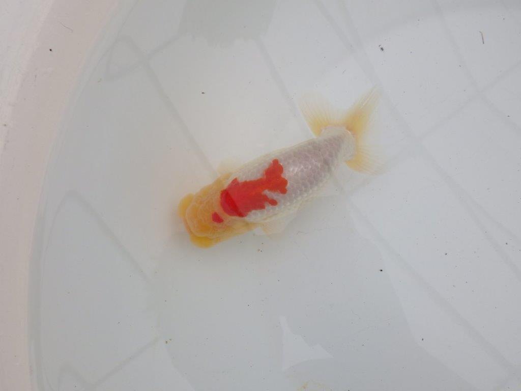 【浜松 高林 優 氏】背腰の綺麗なフンタンらんちゅう 約12,5㎝ オス?