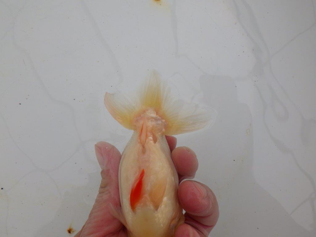 【浜松 高林 優 氏】背腰の綺麗なフンタンらんちゅう 約12,5㎝ オス?