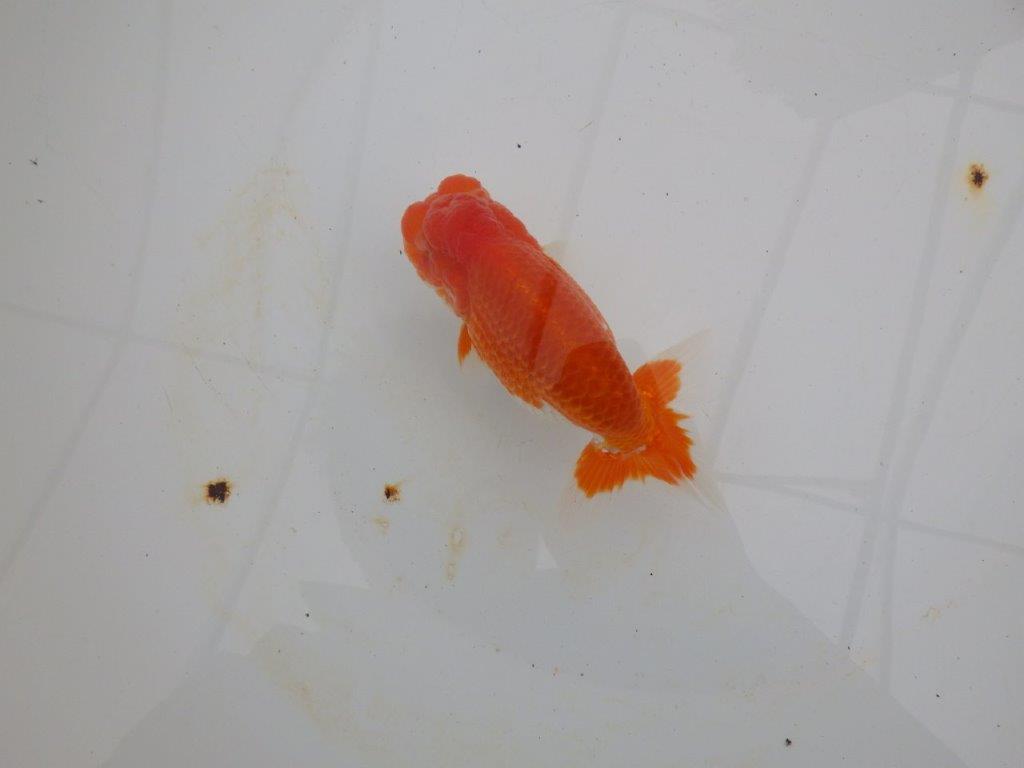 【浜松 高林 優 氏】尾皿が多く種にもお勧めならんちゅう 約12,5㎝ オス?