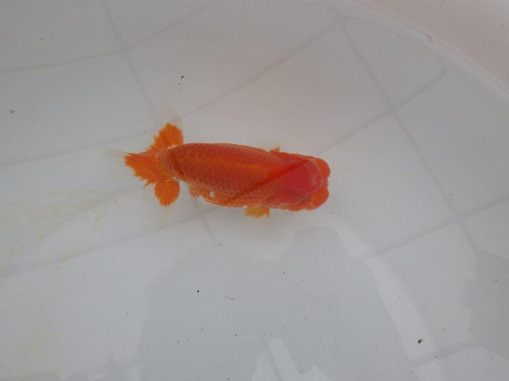 【浜松 高林 優 氏】尾皿が多く種にもお勧めならんちゅう 約12,5㎝ オス?