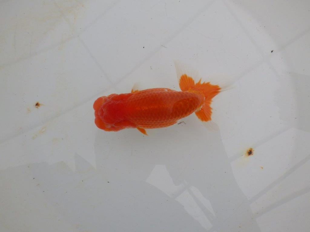 【浜松 高林 優 氏】尾皿が多く種にもお勧めならんちゅう 約12,5㎝ オス?