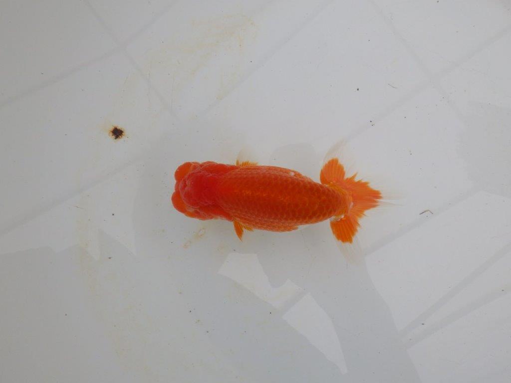 【浜松 高林 優 氏】尾皿が多く種にもお勧めならんちゅう 約12,5㎝ オス?